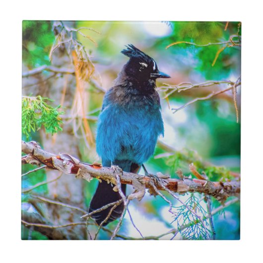 Carreau Steller's Jay - Photographie originale (Devant)