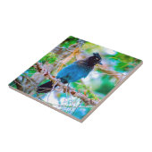 Carreau Steller's Jay - Photographie originale (Côté)