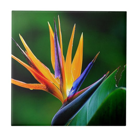 Carreau Strelitzia. Oiseau de fleur de paradis (Devant)