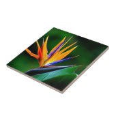 Carreau Strelitzia. Oiseau de fleur de paradis (Côté)