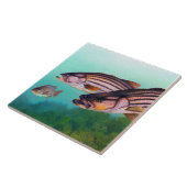 Carreau Striper atlantique de basse rayée (Côté)