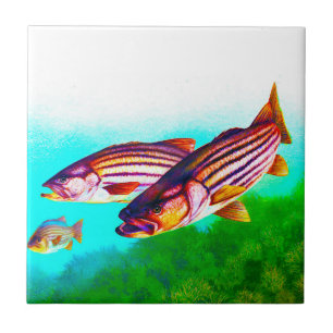 Carreau Striper d'Océan atlantique de bar d'Amérique