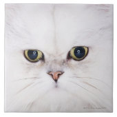 Carreau Studio tiré du chat persan blanc (Devant)