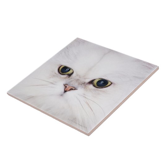 Carreau Studio tiré du chat persan blanc (Côté)