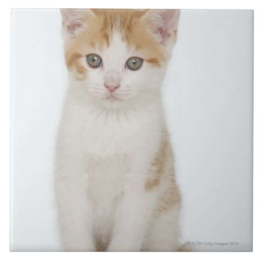 Carreau Studio tiré du chaton (Devant)