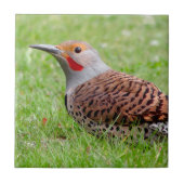 Carreau Stunning Northern Flicker Foraging in the Grass (Devant)