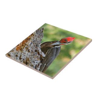 Carreau Stunning Portrait of Pileated Woodpecker on Tree