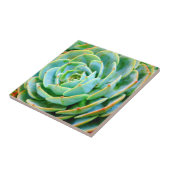 Carreau Succulent (Côté)