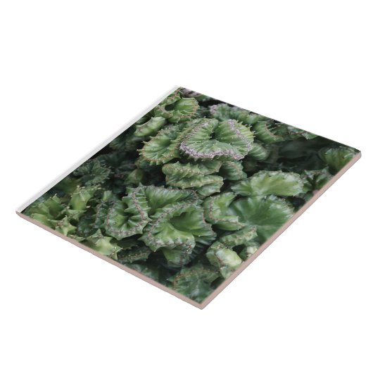 Carreau Succulent (Côté)