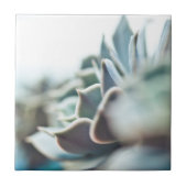 Carreau Succulent d'Echeveria (Devant)