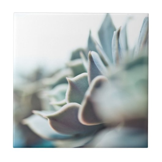 Carreau Succulent d'Echeveria (Devant)