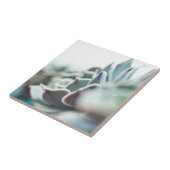 Carreau Succulent d'Echeveria (Côté)