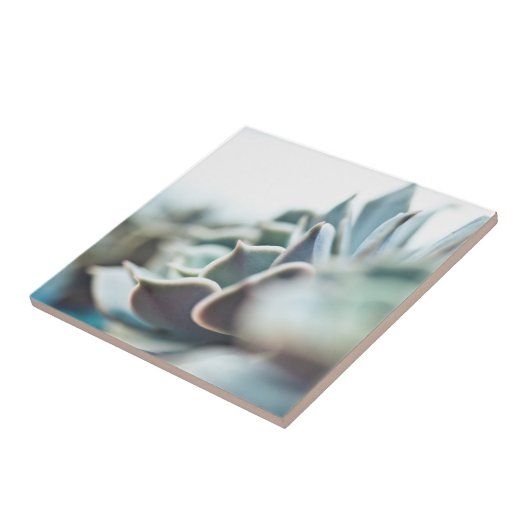 Carreau Succulent d'Echeveria (Côté)