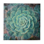 Carreau Succulent en gros plan (Devant)