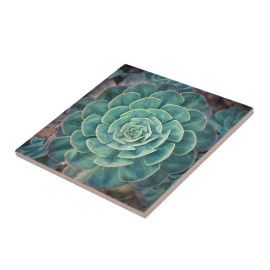 Carreau Succulent en gros plan (Côté)