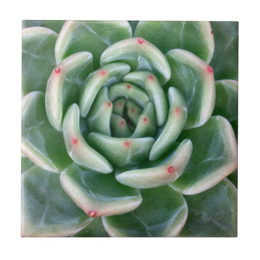 Carreau Succulent incliné par rouge vert (Devant)