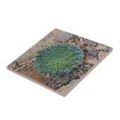 Carreau Succulent plante du désert (Côté)