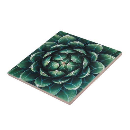 Carreau Succulent vert et blanc (Côté)