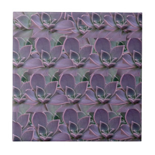 Carreau Succulente violette
