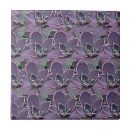 Carreau Succulente violette (Devant)