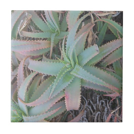 Carreau Succulentes du Nevada          (Devant)