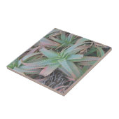 Carreau Succulentes du Nevada          (Côté)