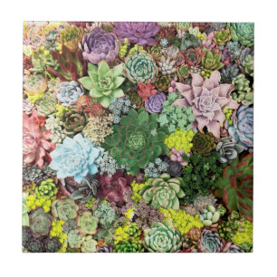 Carreau Succulents colorés