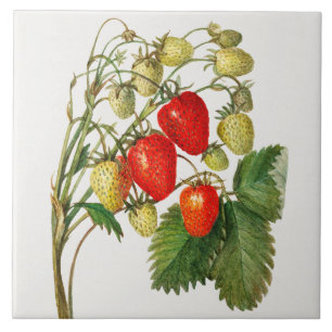Carreau Succursale vintage de fraises