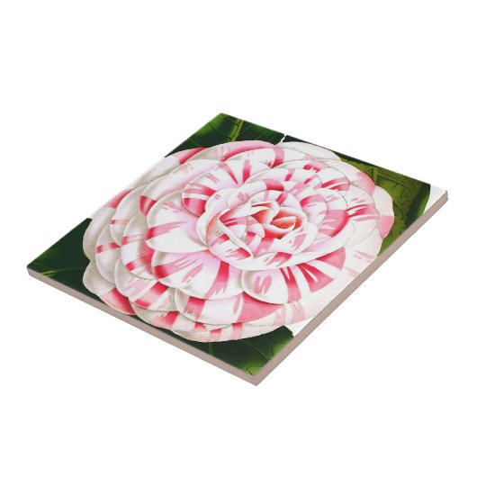 Carreau Sucre de canne rayé camélia (Côté)