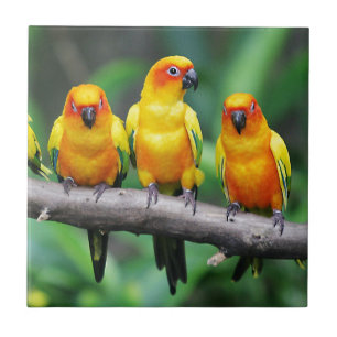 Carreau Sun Conures