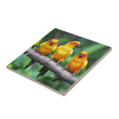 Carreau Sun Conures (Côté)