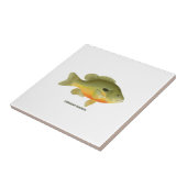 Carreau Sunfish de Longear (Côté)