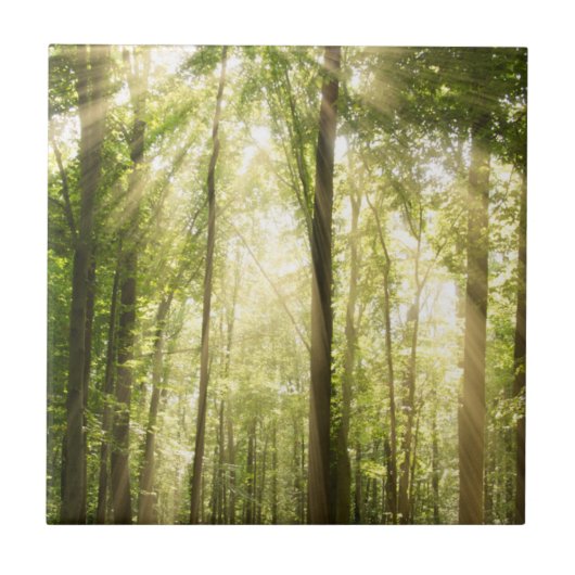 Carreau Sunrays par des cimes d'arbre (Devant)