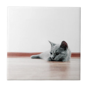 Carreau SUPER CUTE Kitten Portrait Photographie