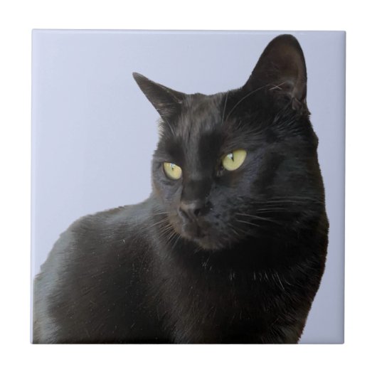 Carreau Superbe Chat Noir (Devant)