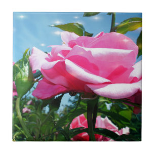 Carreau Superbe rose rose dans le ciel bleu. Photographie