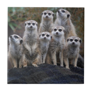 Carreau Suricate Animal Safari Afrique Mignon