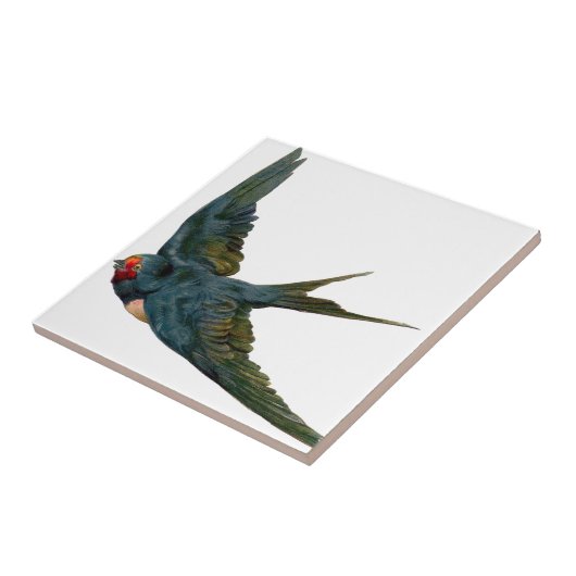 Carreau Swallow (Côté)