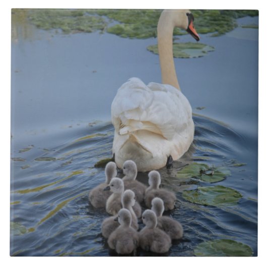 Carreau Swan (Devant)
