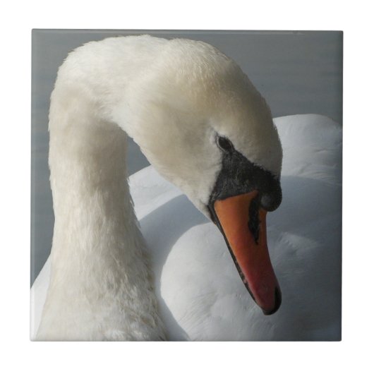 Carreau Swan (Devant)