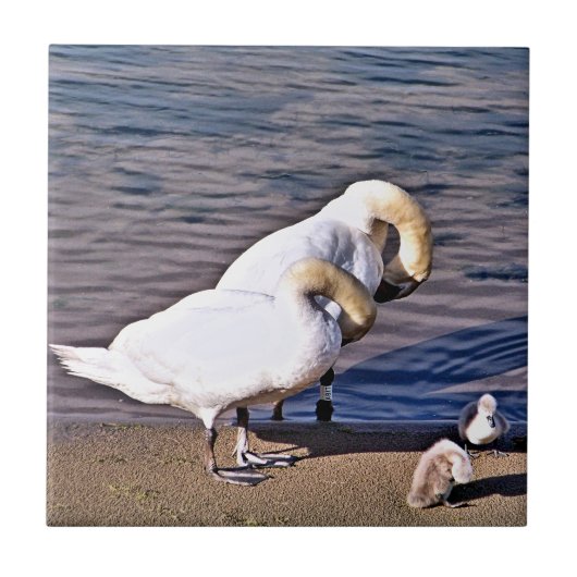 CARREAU SWANS (Devant)