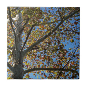 Carreau Sycamore en automne contre un ciel bleu