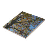 Carreau Sycamore en automne contre un ciel bleu (Côté)