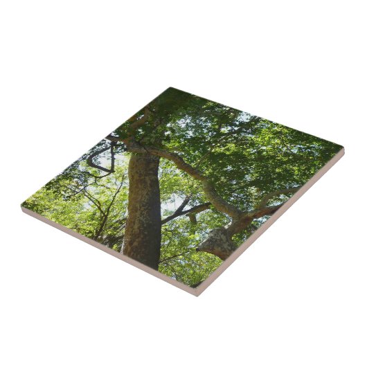 Carreau Sycamore Tree Nature verte (Côté)