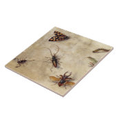 Carreau T31567 une étude de divers insectes, fruit et (Côté)