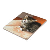 Carreau Tabby Cat Kitten Portrait pour animaux (Côté)