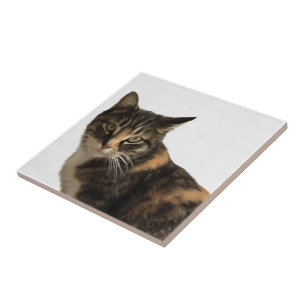 Carreau Tabby Cat Portrait Artistique Sur Arrière - plan B