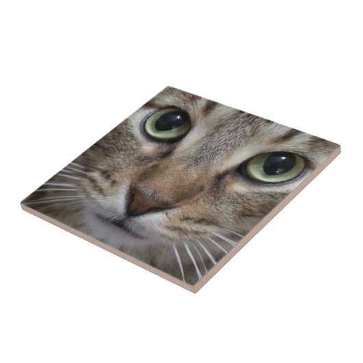 Carreau Tabby Chat Brown (Côté)