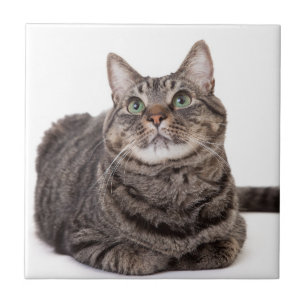 Carreau Tabby Gris