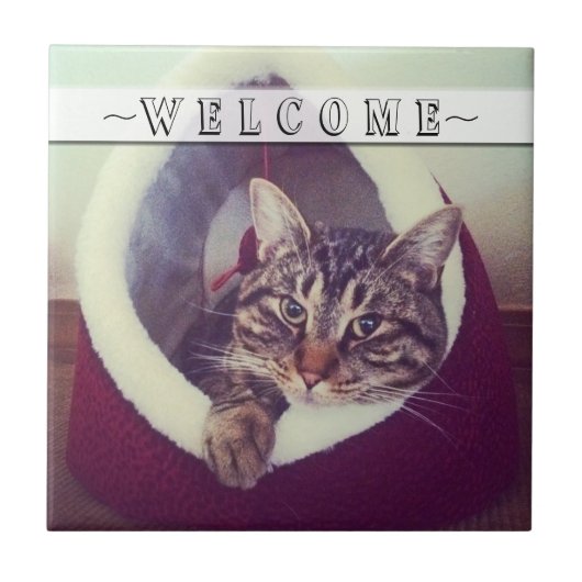 Carreau Tabby Se Détendre Dans La Cabine Gros Plan Photo P (Devant)